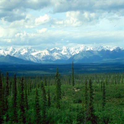 Siberian Taiga